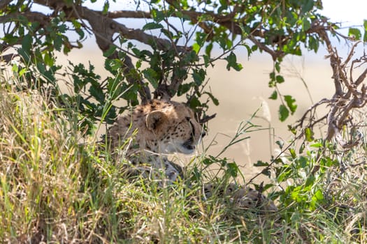 the cheetah in big tree. Kenya. Africa
