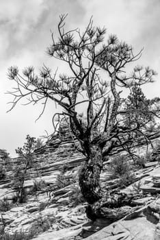 Zion Canyon National Park Utah