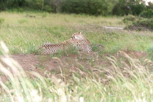 portrait of a  two cheetahs on a background of savanna
