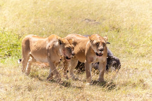 Lions Feeding - lions eats the prey against the backdrop of the savannah, Kenya, Africa