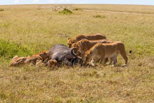 Lions Feeding - lions eats the prey against the backdrop of the savannah, Kenya, Africa