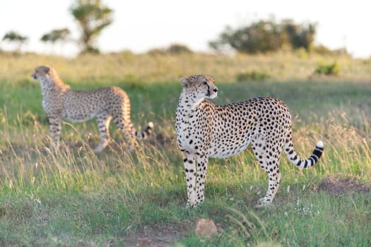 Close-up portrait of a cheetah on a background of savanna