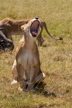 Lioness yawns during light rainstorm. Kenya  Africa