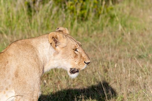 Young lioness on savanna grass background.  Safari in Kenya,  Africa