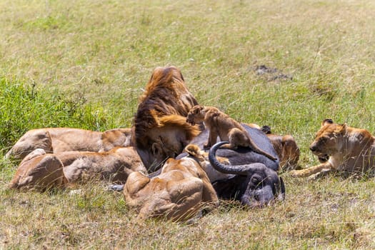 Lions Feeding - lions eats the prey against the backdrop of the savannah, Kenya, Africa