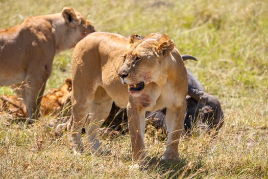 Lions Feeding - lions eats the prey against the backdrop of the savannah, Kenya, Africa