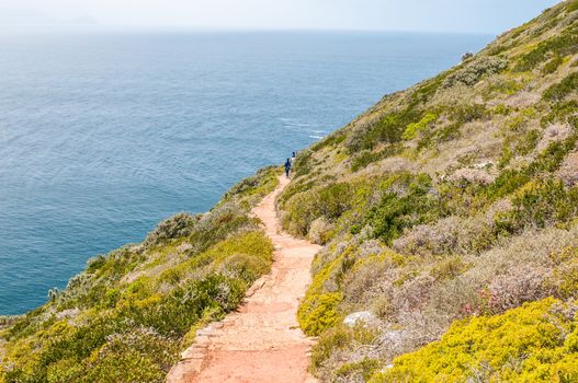 CAPE TOWN, SOUTH AFRICA - DECEMBER 12, 2014:  Trail from old lighthouse to the viewpoint above new lighthouse at Dias Point in Cape Point in the Table Mountain National Park.