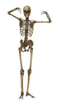3D digital render of a human skeleton isolated on white background