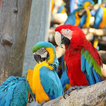 Colorful macaw sitting on the log