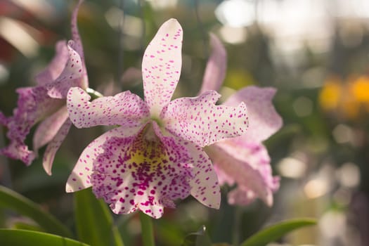 Orchid flowers, Laeliocattleya white and purple color