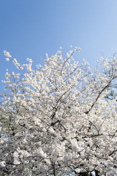 The National Cherry Blossom festival is a spring celebration in Washington DC. It started in 1912 when the Mayor of Tokyo (Yukio Ozaki) gave these Japanese Cherry trees to the City of Washington.