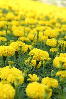 Yellow flower marigold field in the garden