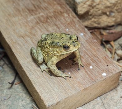 close-up photo of the Duttaphrynus melanostictus Asia toad 