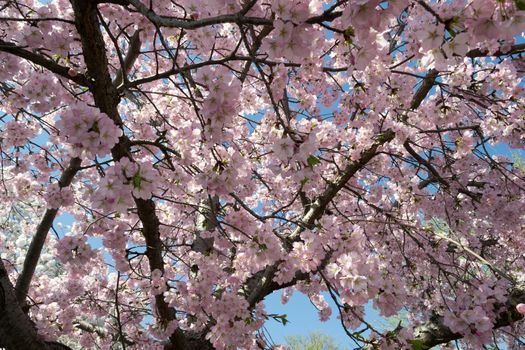 The National Cherry Blossom festival is a spring celebration in Washington DC. It started in 1912 when the Mayor of Tokyo (Yukio Ozaki) gave these Japanese Cherry trees to the City of Washington.