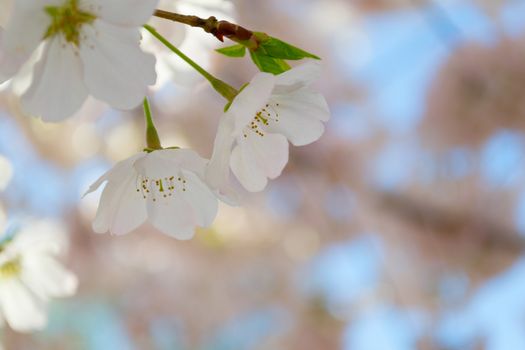 The National Cherry Blossom festival is a spring celebration in Washington DC. It started in 1912 when the Mayor of Tokyo (Yukio Ozaki) gave these Japanese Cherry trees to the City of Washington.