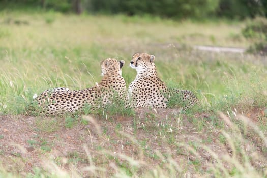 portrait of a  two cheetahs on a background of savanna