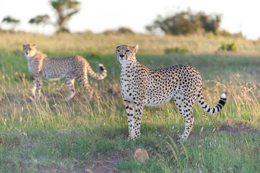 Close-up portrait of a cheetah on a background of savanna