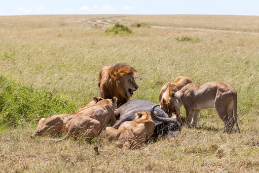 Lions Feeding - lions eats the prey against the backdrop of the savannah, Kenya, Africa