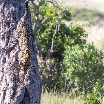 Africa,  the one leopard in big tree