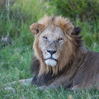 lion close up against green grass background in the savannah