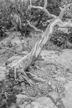 An ancient gnarled juniper tree near Navajo Monument park  utah