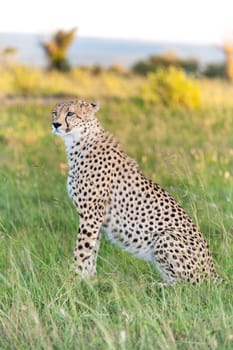 Close-up portrait of a cheetah on a background of savanna