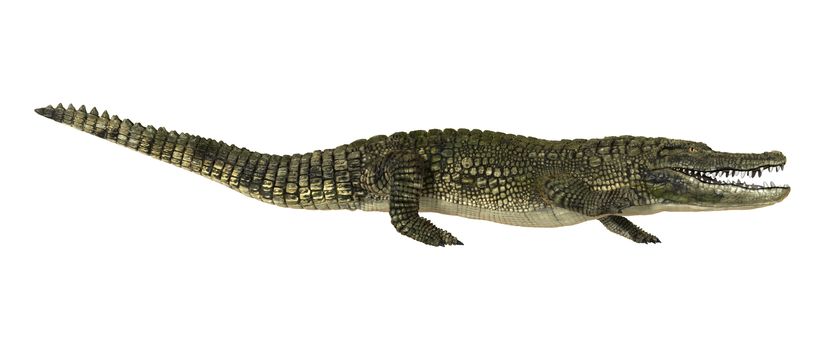 3D digital render of an American alligator or Alligator mississippiensis isolated on white background