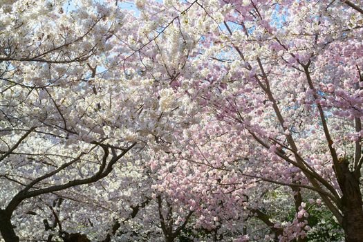 The National Cherry Blossom festival is a spring celebration in Washington DC. It started in 1912 when the Mayor of Tokyo (Yukio Ozaki) gave these Japanese Cherry trees to the City of Washington.