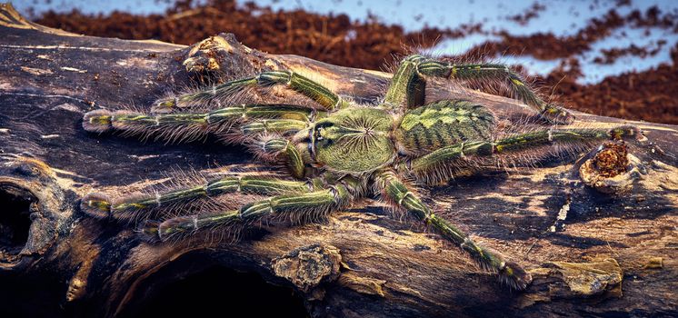 Tarantula Poecilotheria rufilata close-up on a background of brown tree 