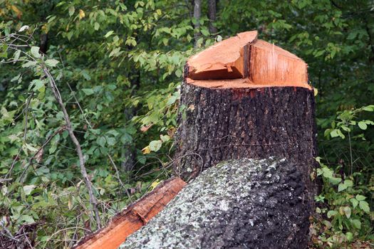 Image is of a nearly 100 year old oak tree chopped down in a forest.