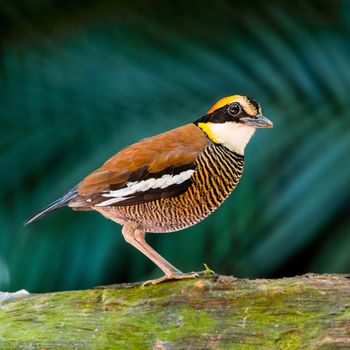 Colorful banded Pitta, female Malayan Banded Pitta (Pitta irena), standing on the log