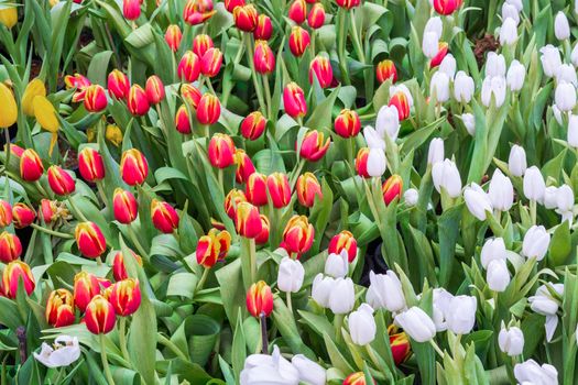 Colorful tulip blooming in summer field plantation