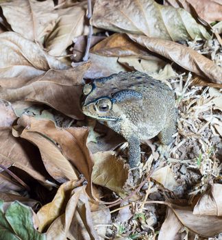 close-up photo of the Duttaphrynus melanostictus Asia toad