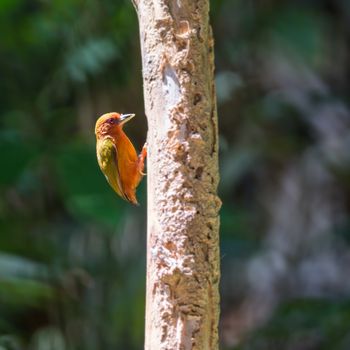 Small orange woodpecker bird, Rufous Piculet (Sasia abnormis), feeding season