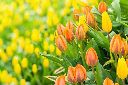 Colorful orange tulip photographed with a selective focus and a shallow depth of field