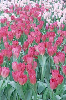 Colorful red tulip blooming in field plantation