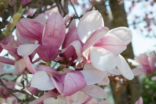 Pink flower of a tulip tree