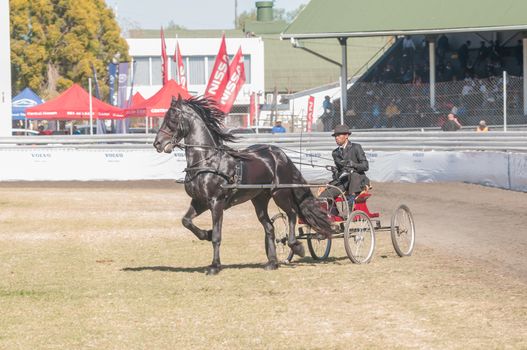 BLOEMFONTEIN, SOUTH AFRICA - APRIL 28, 2015: Driver on a horse-drawn cart during the South African National Championships