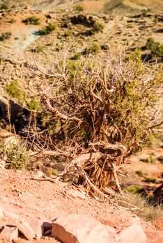 Arches National Park  Moab  Utah  USA