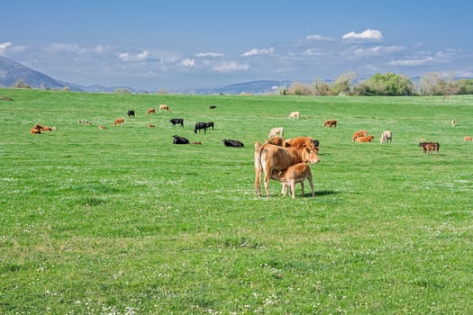 cow with her puppy in a Italian prairie