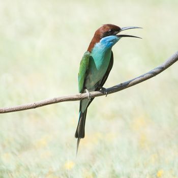 Blue bird, Blue-throated Bee-eater (Merops viridis), standing on a branch