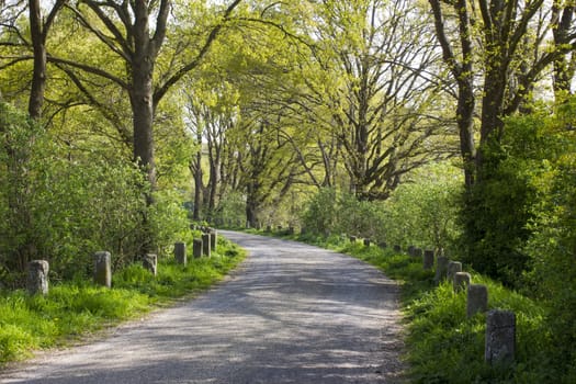 Forest road - landscape, Germany