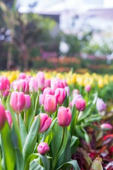 Colorful pink tulip photographed with a selective focus and a shallow depth of field