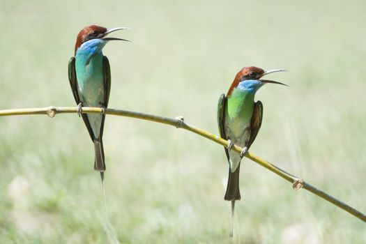 Blue bird, Blue-throated Bee-eater (Merops viridis), standing on a branch