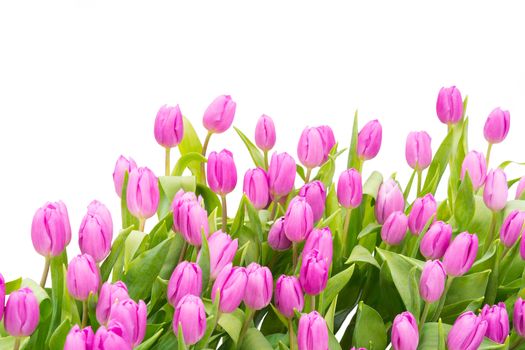 Colorful purple tulip flowers, isolated on white background