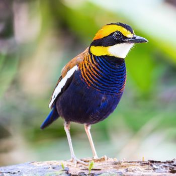 Colorful banded Pitta, male Malayan Banded Pitta (Pitta irena), standing on the log