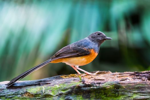 Beautiful song bird, juvenile male White-rumped Shama (Copsychus malabaricus), standing on the log, side profile