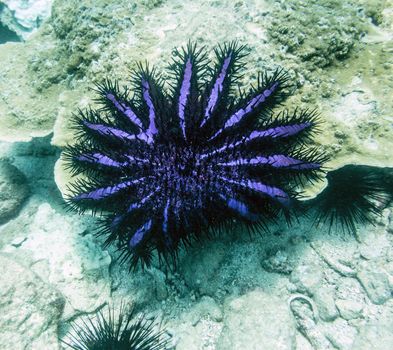 Crown-of-thorns starfish - (Acanthaster planci - Acanthasteridae)-  coral killers 