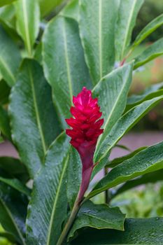 A beautiful tropical red ginger flower. Jamaica