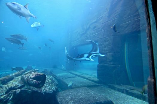 A manta ray swimming through the water